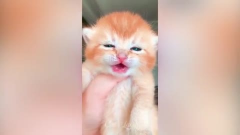 OMG So Cute Cats ♥ Best Funny Cat Videos 2021 #139