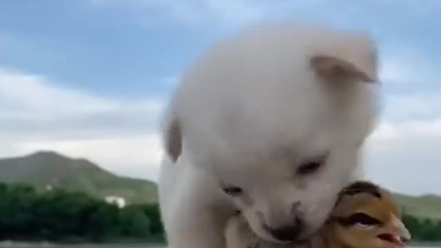 Funny Animals - Cute little dog walking around