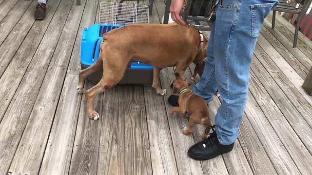 Phoenix Ridge Boxers--Jax and Chibs