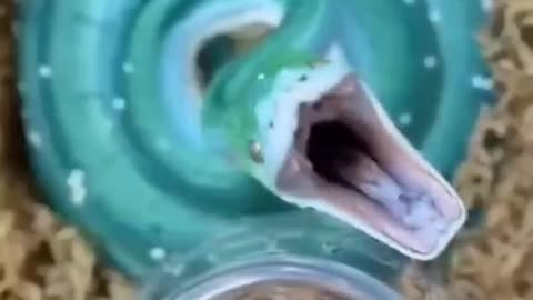 Relaxation video