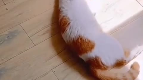 Watch a cat playing with its cute kitten