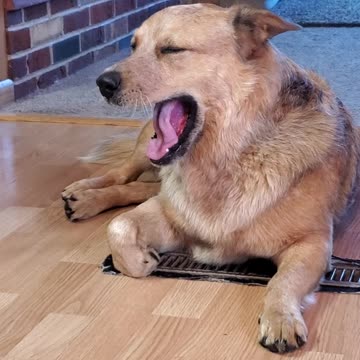 Adorable dog self soothing