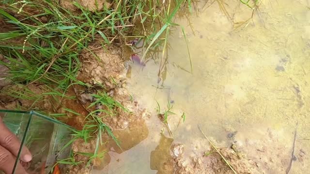 Beautiful assorted fish caught in a rice field