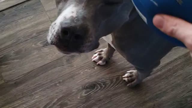 Pitbull slowmo