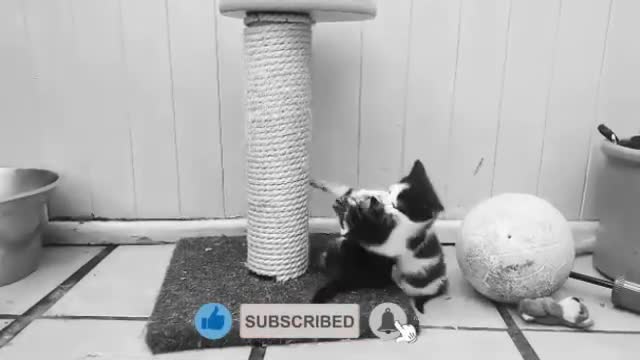 WATCH. These funny cats turn to wrestling. SO CUTE AND FUNNY!!