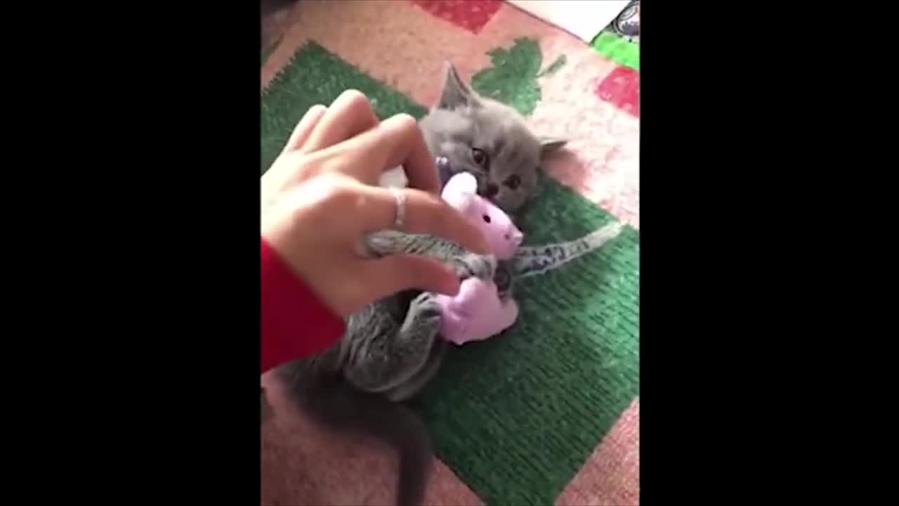 funny Baby Cats - Cute and Aww Cat Videos Compilation -