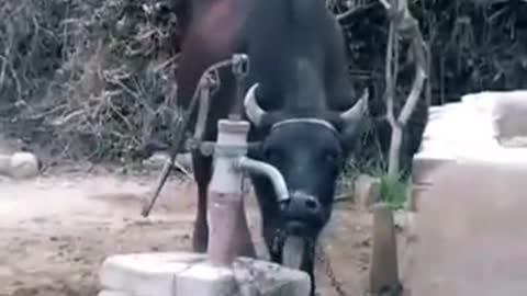 Intelligent cow