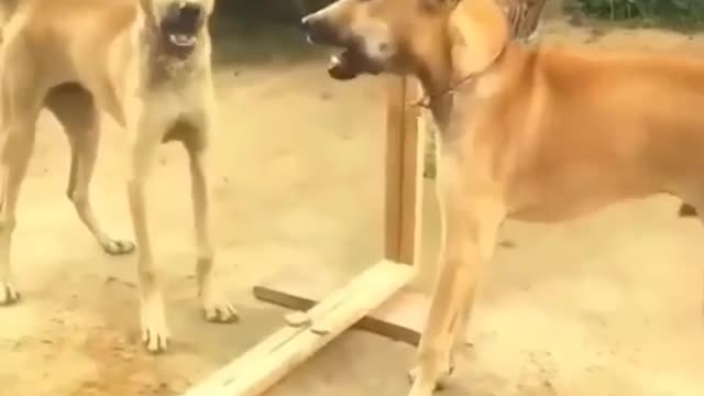 Dog's funny reaction in Mirror...😇😇😇