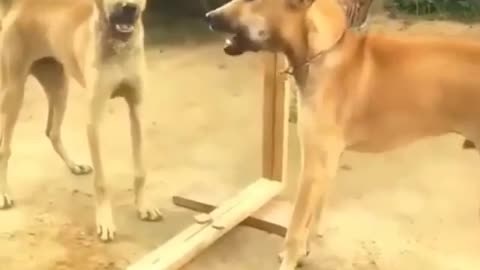 Dog's funny reaction in Mirror...😇😇😇