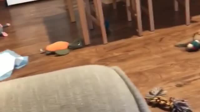Collab copyright protection - black dog jumps on grey beanbag fail