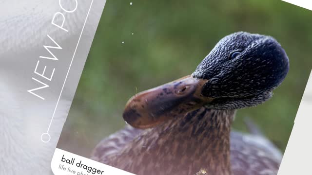 go sub to lay-z photographer