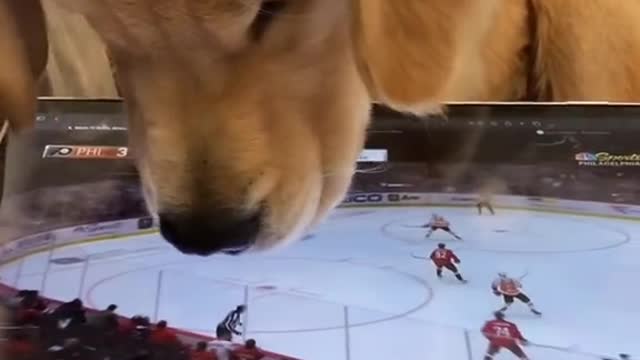 TikToks That Make You Go AAWWW ~ Funny Dogs of TIK TOK ~ Try Not to Laugh