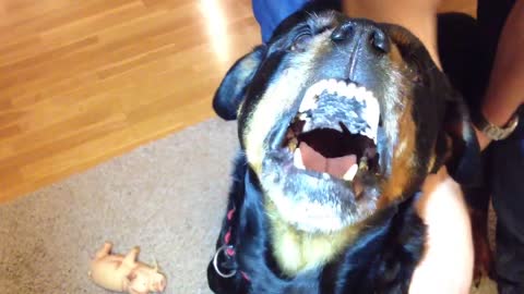 Angry Rottweiler dangerous