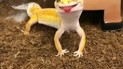 How cute lizard ❤️