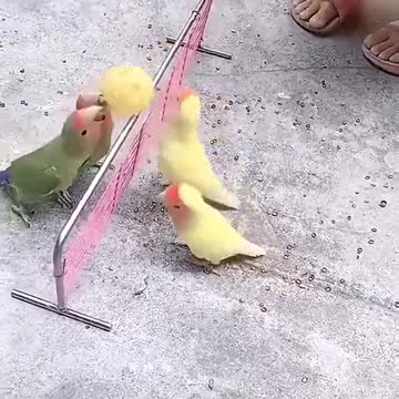 Parrots playing volleyball