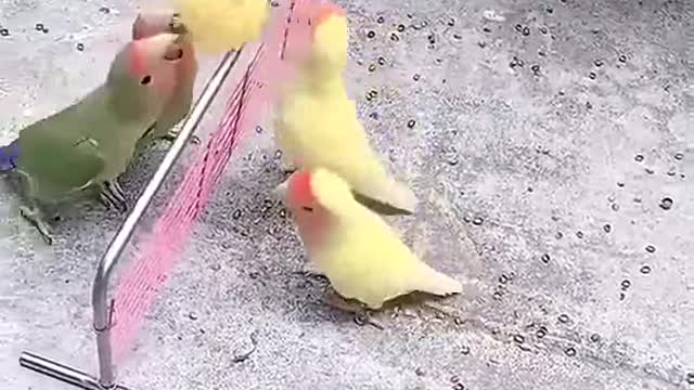 Parrots playing volleyball