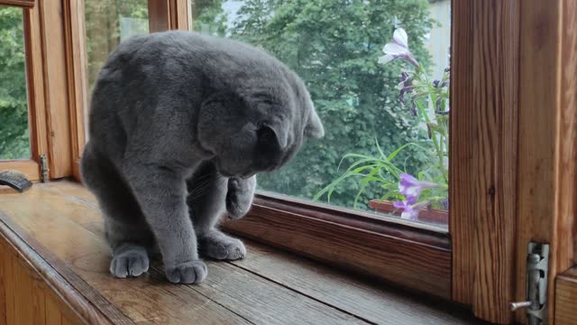 Cat catching a fly