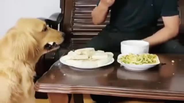Best Funny Dogs Video -EP (3)