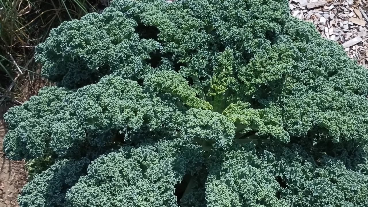 Curly Kale