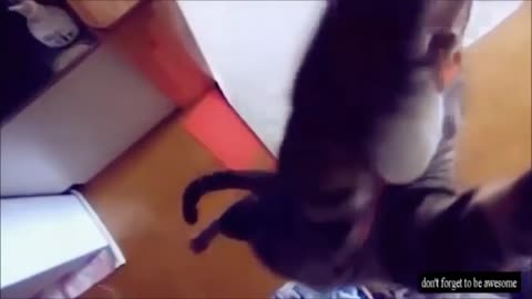 Funny Crazy Cats