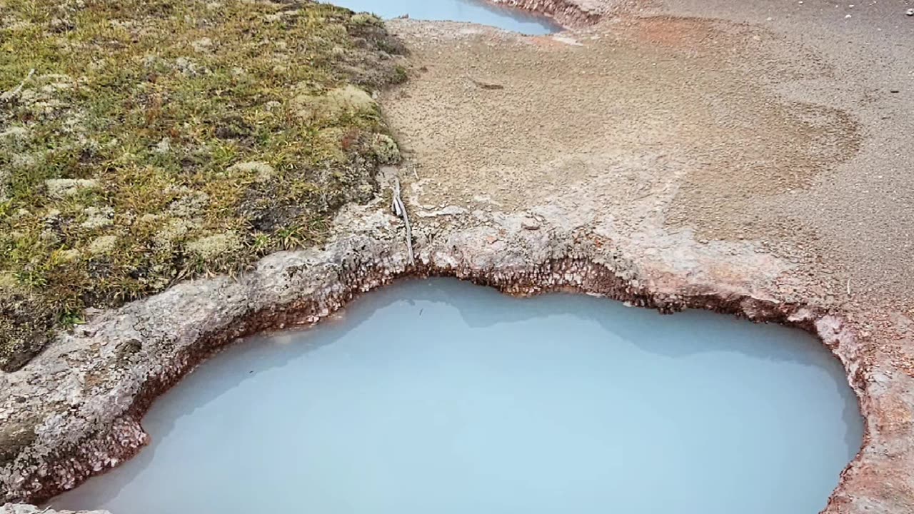 Yellowstone's wild animals