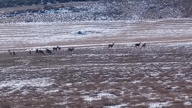 Mule Deer Herd With A Couple Nice Bucks