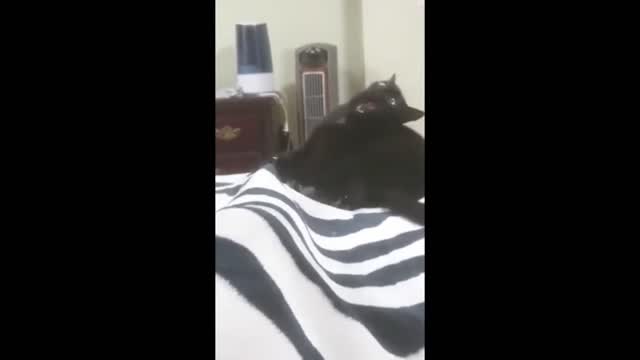 Crazy Cat Head Smashes