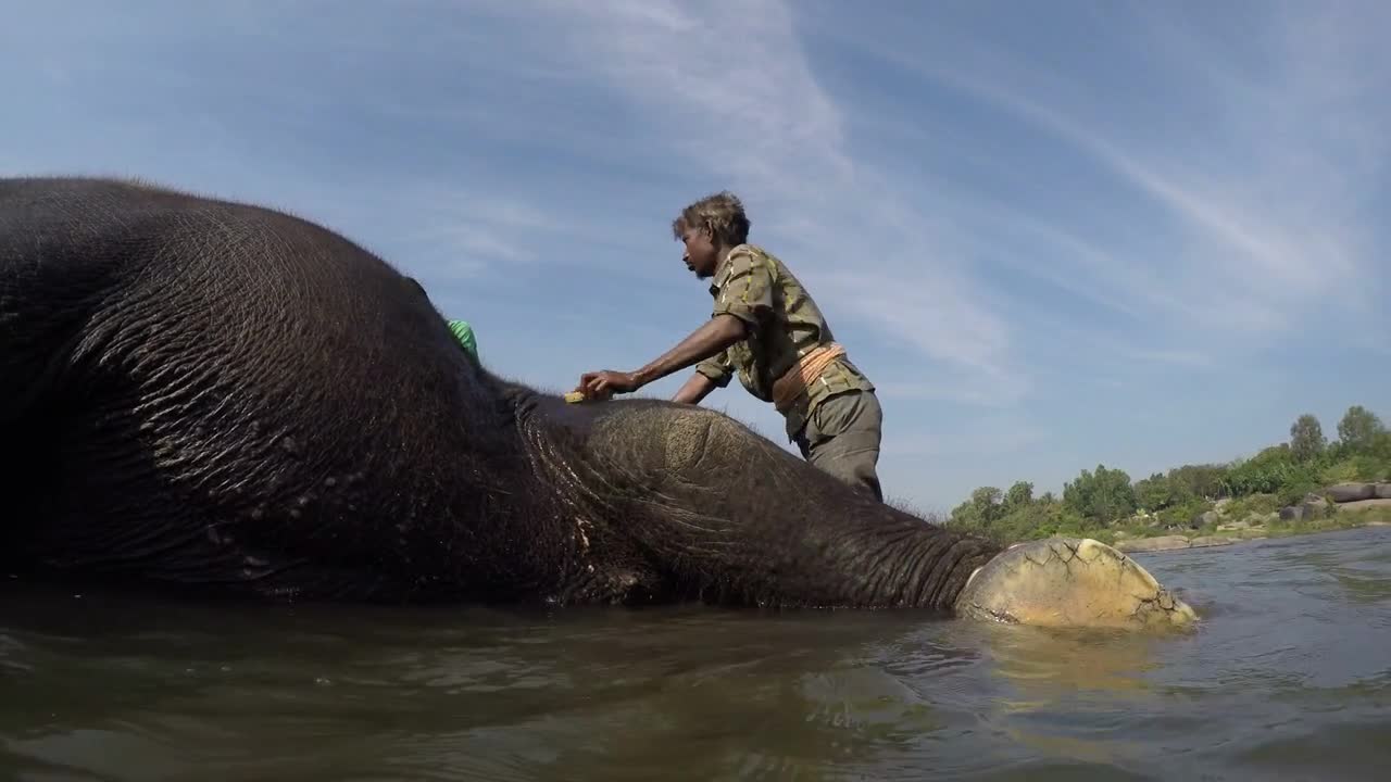 Indian man washing an elephant in water