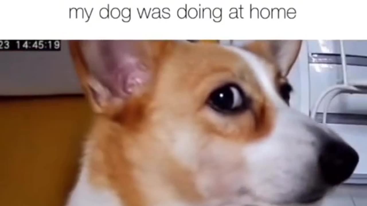 What the dog doin'