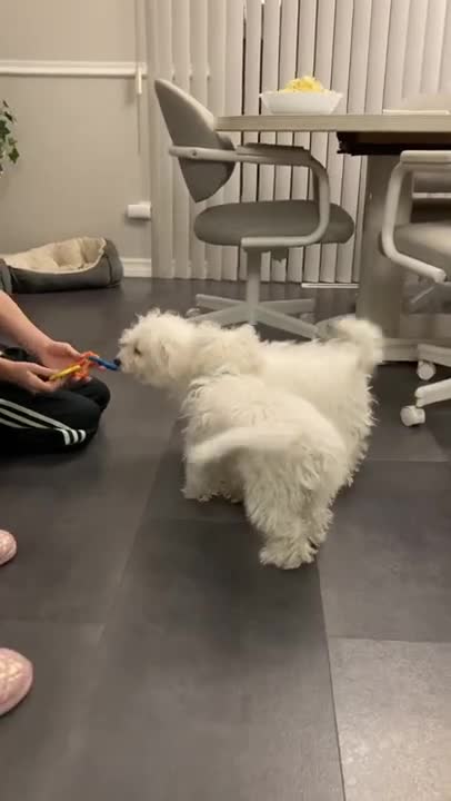 7.Callie’s new BESTEST BESTEST FRIEND🥺🥺❤️