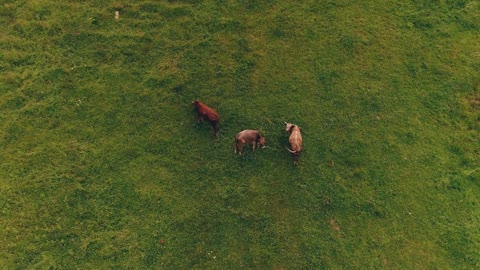 Flying above three cows pasturing on fields