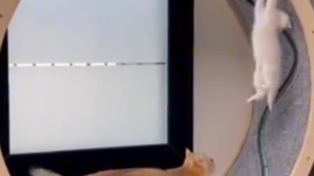 Funny video 3