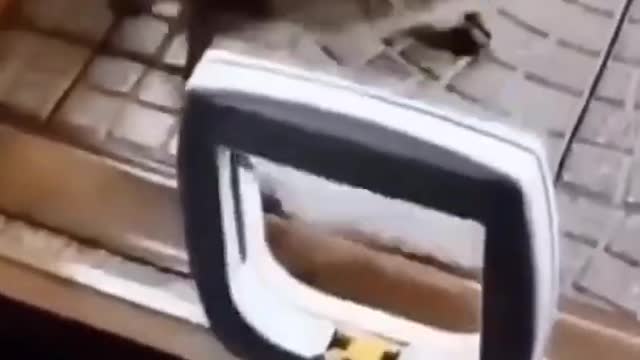 Funny Cat (Part 3)