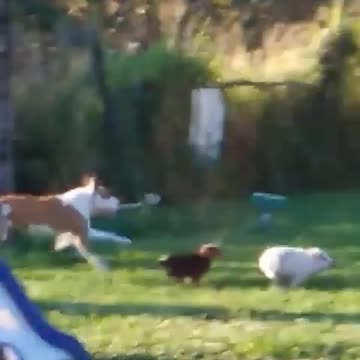 🐷 Thinks She Is A Dog!