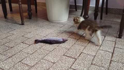 Kittens vs Fish