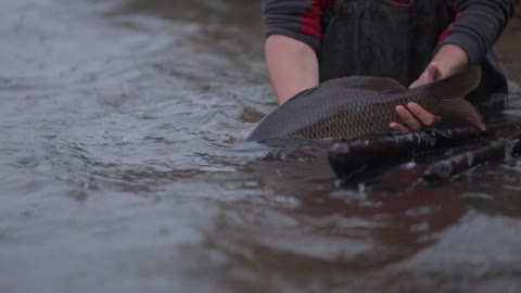 A man Releasing Caught Fish In The Pond