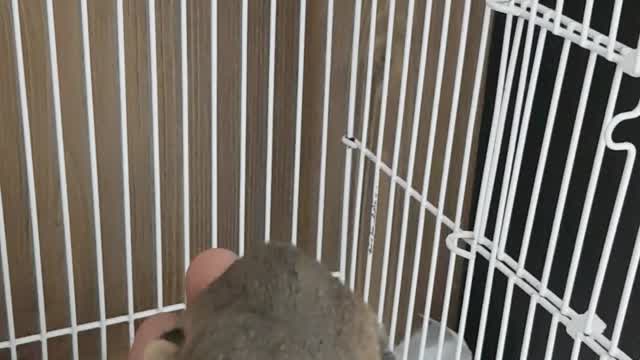 flying squirrel eating food from hand