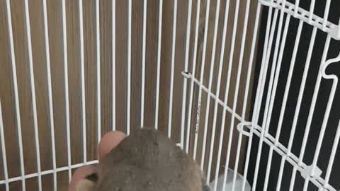 flying squirrel eating food from hand