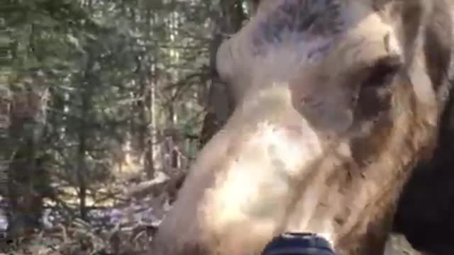 Canadian forest cow demanding a pet