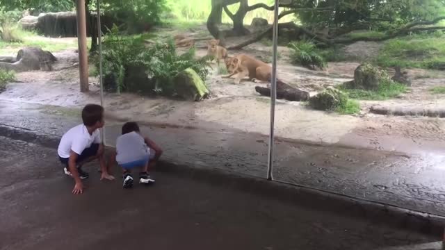 Unexpected attack by animals