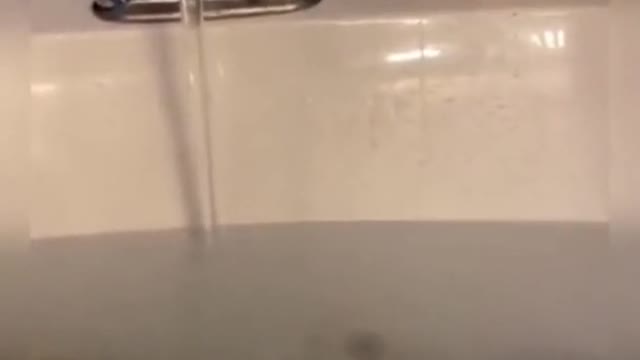 Funny cat videos 😆