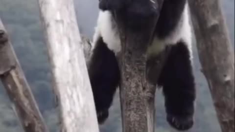 Depressed and hanging on the panda tree