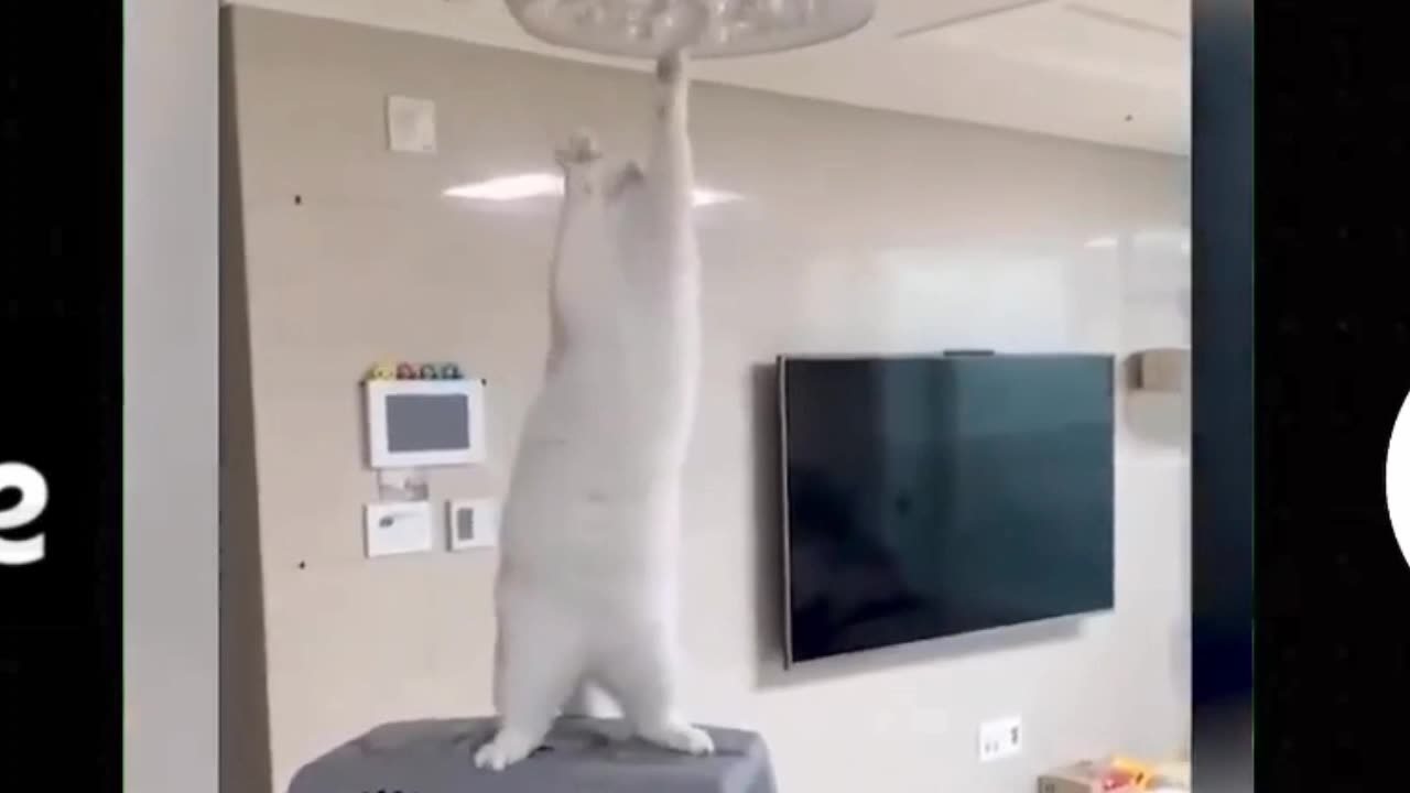 Funny animal reaction in india with sound 😂🤣😂🤣