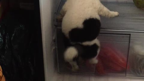 Puppy Cools Off in Fridge