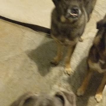 Dogs want what I'm carrying