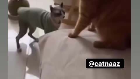 Cat with martial arts