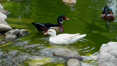 Duck Grooming Himself