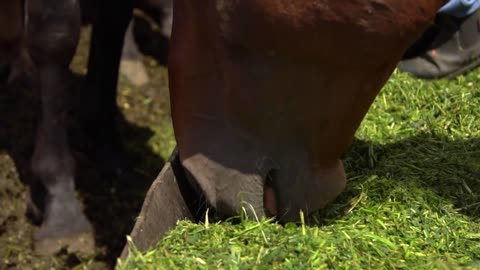 Brown horses eating hay in a farmyard