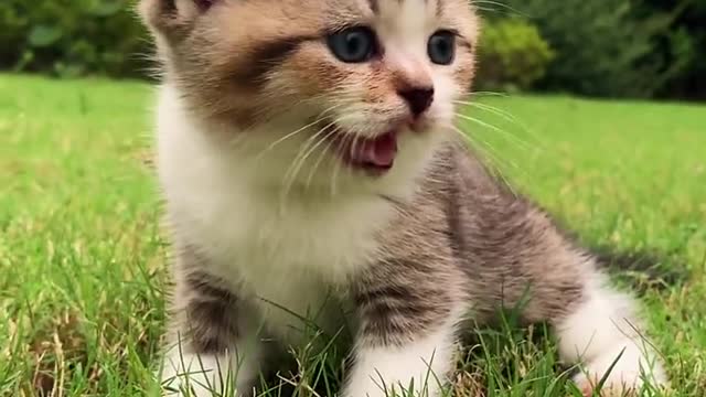 Cutest Cats Ever! Cute Funny Playful Beautiful Kitty Cats (Part 16) | #shorts #cats