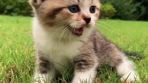 Cutest Cats Ever! Cute Funny Playful Beautiful Kitty Cats (Part 16) | #shorts #cats